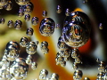   Nudibrach images inside bubbles. bubbles  